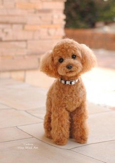 a small brown dog sitting on top of a tile floor