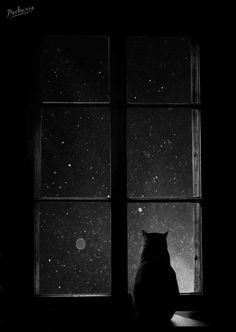 a black and white photo of a cat sitting in front of a window at night