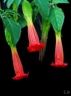 two red flowers with green leaves hanging from them