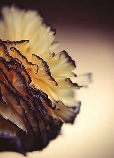 a yellow and black flower with water droplets on it's petals, in front of a brown background