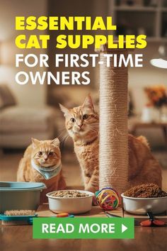 two cats sitting next to each other on the floor with their bowls and food in front of them