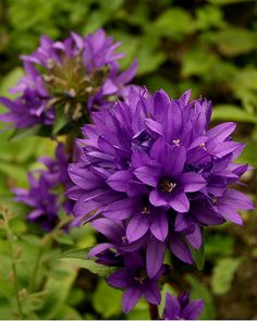 purple flowers with green leaves in the background