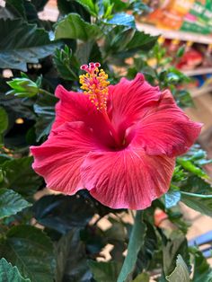 a large red flower with green leaves around it