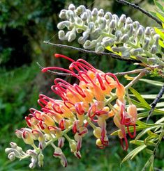 an orange and white flower on a tree branch