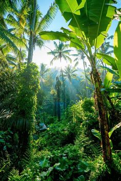 the sun shines through the trees and plants in this tropical jungle scene with lush green foliage