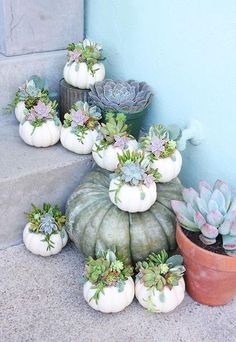 several white pumpkins and succulents are on the steps next to a potted plant