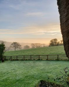 an elephant standing on top of a lush green field next to a wooden fence and trees