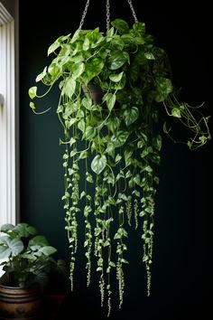 a green plant hanging from a chain next to a window