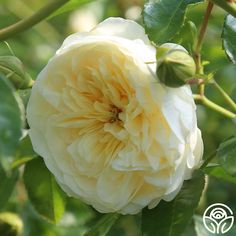 a large white flower on a tree branch