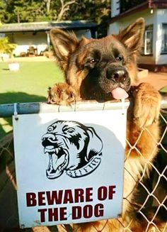 a dog with its tongue hanging out behind a fence holding a beware of the dog sign