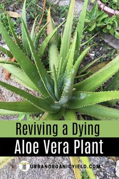 an aloe vera plant with text overlay that reads reving a dying aloe vera plant