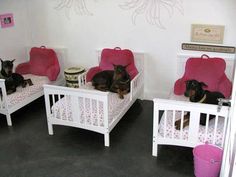 three small dogs laying on beds in a room with pink furniture and flowers painted on the walls