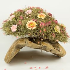 a bonsai tree with pink and yellow flowers in it's trunk, on white background