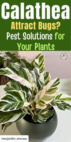 a potted plant sitting on top of a table with text overlay that reads calathea attract bugs? pet solutions for your plants