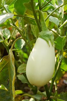 a white eggplant growing on a plant with green leaves