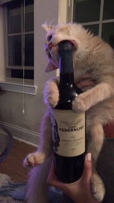 a cat sitting on top of a wine bottle being held by someone's hand