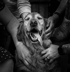 a black and white photo of a dog with its tongue hanging out while people pet it