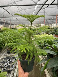 a person holding up a plant in a greenhouse