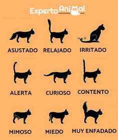 the different types of cats in spanish are shown on an orange background with black and white lettering