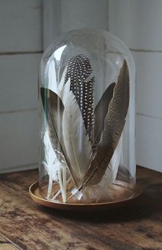 there is a glass dome with feathers in it