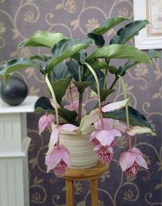 a potted plant sitting on top of a wooden stand in front of a wall