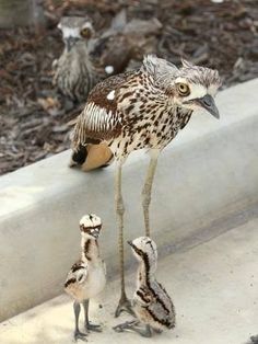 two small birds standing next to each other on the ground near an adult bird and one baby bird