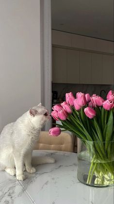 a white cat sitting on a table next to a vase filled with pink tulips