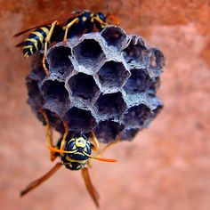 two yellow and black wasps on top of a blue ball filled with honeycombs