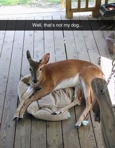 a small dog laying on top of a wooden floor