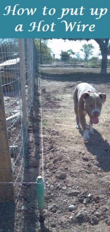 a dog in a fenced area with the words how to put up a hot wire