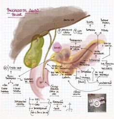 an image of the inside of a human stomach with labels on it and diagrams about its functions