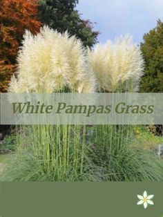 white pampas grass in the garden