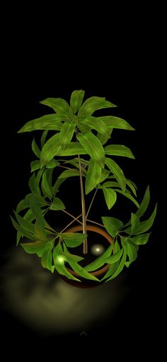 a potted plant with green leaves and a black ball in the center on a dark background