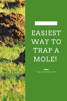 a bird standing on top of a pile of dirt in the grass with text reading easy way to trap a molee