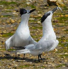 two seagulls standing on the ground with their beaks open