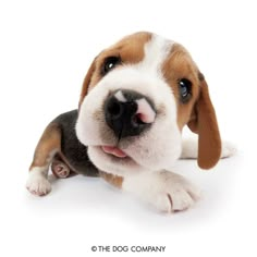 a small brown and white dog laying on top of a white floor