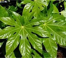 a large green leafy plant with lots of leaves