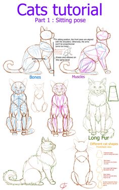 how to draw cats with different poses and body shapes for the cat's head