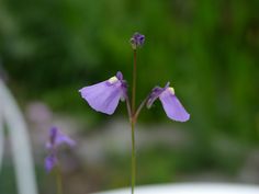 two purple flowers are in a white vase