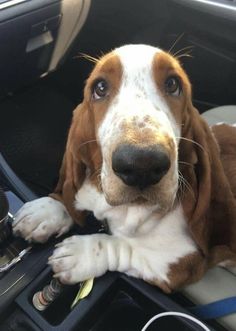 a brown and white dog laying on top of a car seat next to a steering wheel