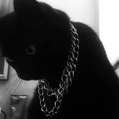 a black cat wearing a chain around its neck