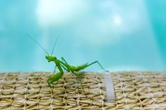 a close up of a praying mantissa on a table