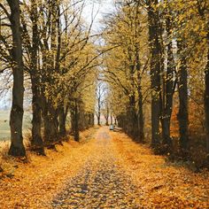 a dirt road surrounded by trees with leaves on the ground