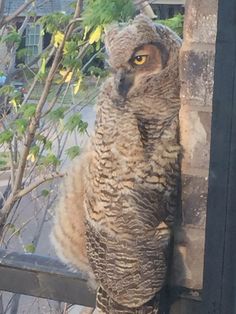 an owl is standing on its hind legs