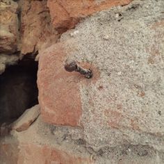 a bug crawling on the side of a stone wall next to a hole in the ground