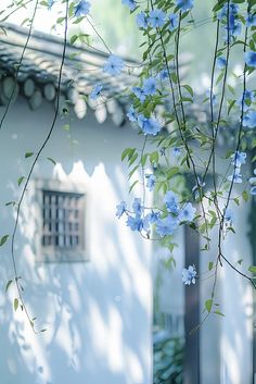 blue flowers growing on the side of a white building with a small window in it