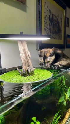 a cat that is laying down in front of some water and plants on the ground