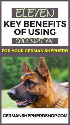 a german shepherd dog with the title eleven key benefits of using coconut oil for your german shepherd