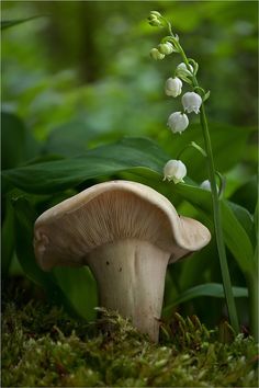 a small mushroom sitting on top of a lush green field next to a white lily of the valley