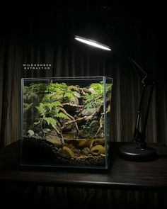 an aquarium with plants in it and a lamp on the table next to it that is lit up